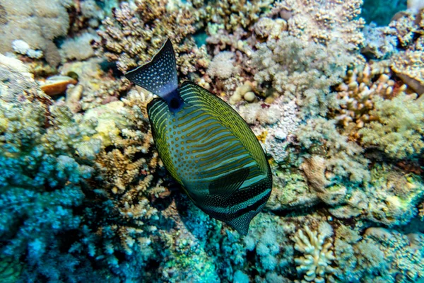 サンゴ礁の自然環境の中での紅海の鮮やかな魚 — ストック写真