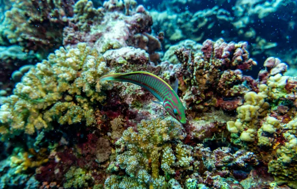 Ikan Indah Terang Dari Laut Merah Dalam Lingkungan Alami Terumbu — Stok Foto