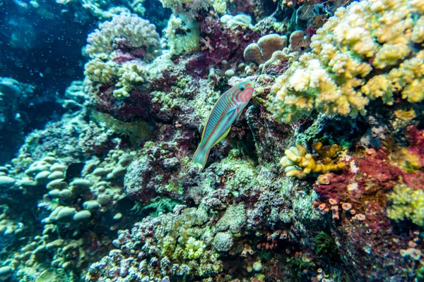 Φωτεινό Όμορφο Ψάρι Της Ερυθράς Θάλασσας Ένα Φυσικό Περιβάλλον Έναν — Φωτογραφία Αρχείου
