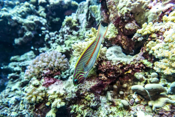 Ikan Indah Terang Dari Laut Merah Dalam Lingkungan Alami Terumbu — Stok Foto