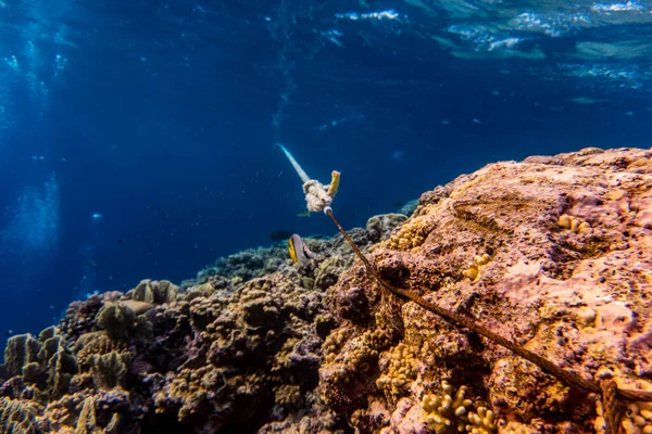 Hermosos Peces Brillantes Del Mar Rojo Entorno Natural Arrecife Coral —  Fotos de Stock