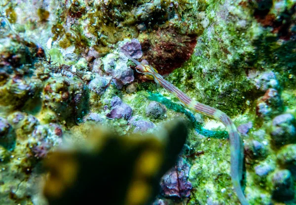 Luminoso Bellissimo Pesce Del Mar Rosso Ambiente Naturale Una Barriera — Foto Stock