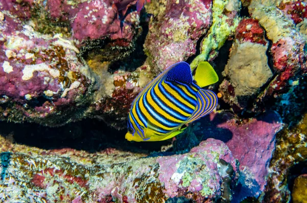 Bright Beautiful Fish Red Sea Natural Environment Coral Reef — Stock Photo, Image