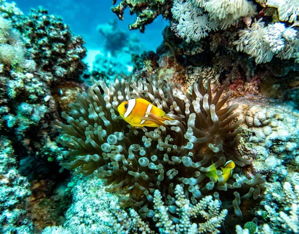 Bright Beautiful Fish Red Sea Natural Environment Coral Reef — Stock Photo, Image