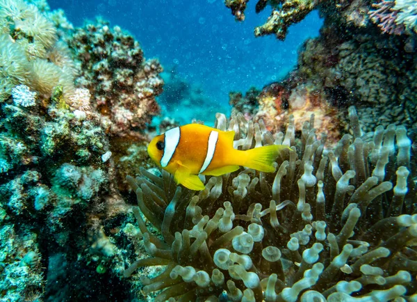 Bright Beautiful Fish Red Sea Natural Environment Coral Reef — Stock Photo, Image