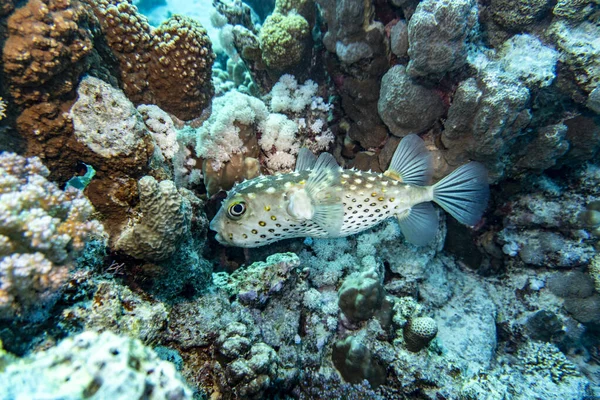 Heldere Mooie Vissen Van Rode Zee Een Natuurlijke Omgeving Een — Stockfoto