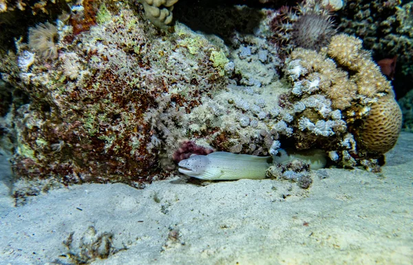 Jasné Krásné Ryby Rudého Moře Přírodním Prostředí Korálovém Útesu — Stock fotografie