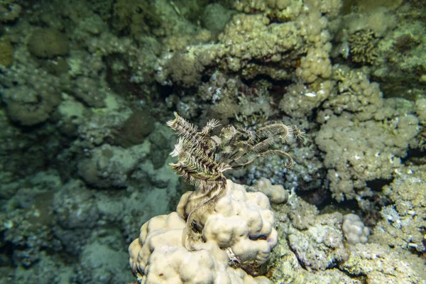 Ljus Vacker Fisk Röda Havet Naturlig Miljö Ett Korallrev — Stockfoto