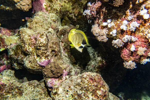 Luminoso Bellissimo Pesce Del Mar Rosso Ambiente Naturale Una Barriera — Foto Stock