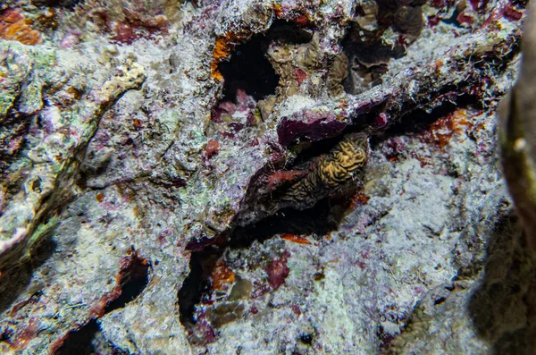 Bright Beautiful Fish Red Sea Natural Environment Coral Reef — Stock Photo, Image