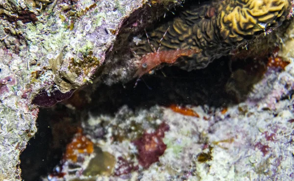 Helle Schöne Fische Aus Dem Roten Meer Einer Natürlichen Umgebung — Stockfoto