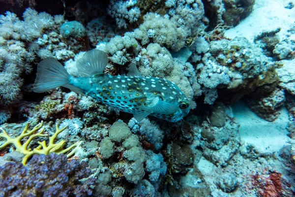 Ikan Indah Terang Dari Laut Merah Dalam Lingkungan Alami Terumbu — Stok Foto