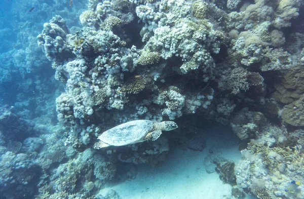 Heldere Mooie Vissen Van Rode Zee Een Natuurlijke Omgeving Een — Stockfoto