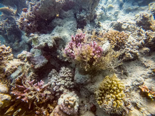 Φωτεινό Όμορφο Ψάρι Κόκκινο Θάλασσα Ένα Φυσικό Περιβάλλον Ένα Κοραλλιογενή — Φωτογραφία Αρχείου