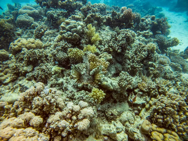 Ljusa Vackra Röda Havet Fisk Naturlig Miljö Ett Korallrev — Stockfoto