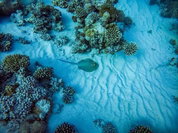 Яркая Красная Морская Рыба Естественной Среде Коралловом Рифе — стоковое фото
