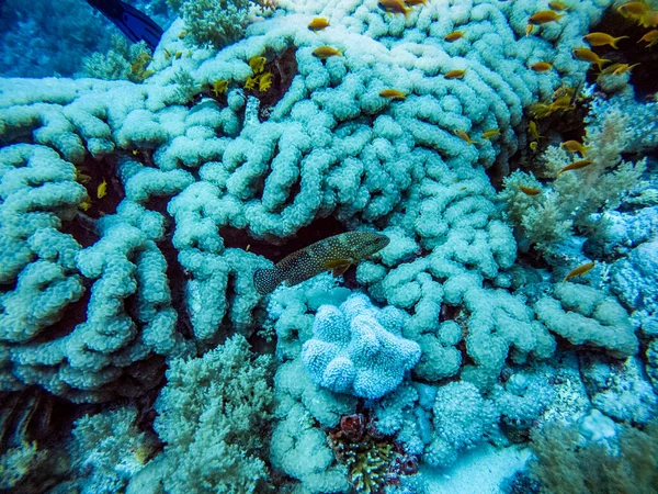 Luminoso Bel Pesce Mare Rosso Ambiente Naturale Una Barriera Corallina — Foto Stock