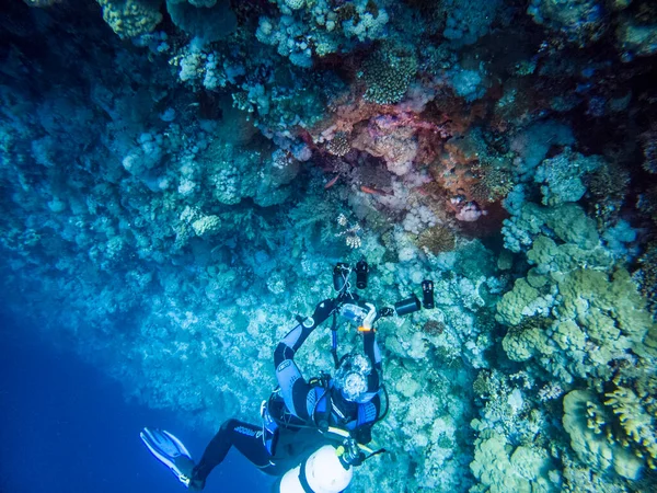 Яркая Красная Морская Рыба Естественной Среде Коралловом Рифе — стоковое фото