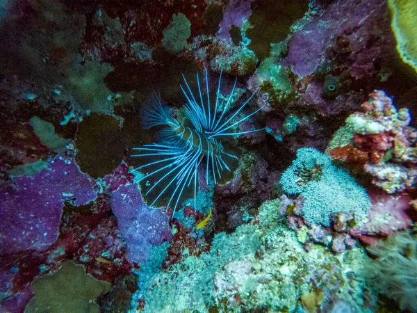 Bright Beautiful Red Sea Fish Natural Environment Coral Reef — Stock Photo, Image