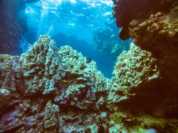 サンゴ礁の自然環境の中で鮮やかな紅海の魚が — ストック写真