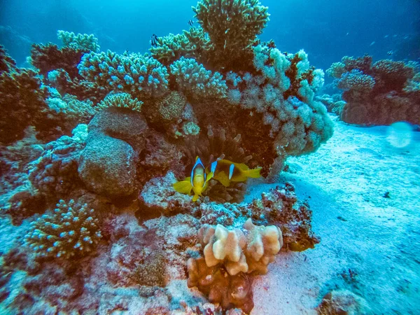 Jasne Piękne Czerwone Ryby Morskie Naturalnym Środowisku Rafie Koralowej — Zdjęcie stockowe
