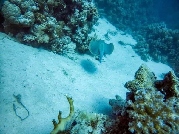 Bright Beautiful Red Sea Fish Natural Environment Coral Reef — Stock Photo, Image