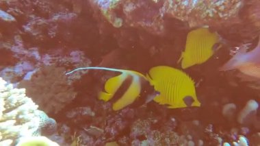 Kızıl Deniz 'in parlak, güzel balığı mercan resifinde doğal bir çevrede.