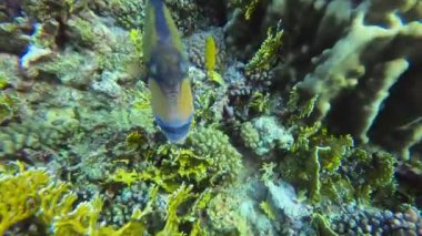 Kızıl Deniz 'in parlak, güzel balığı mercan resifinde doğal bir çevrede.