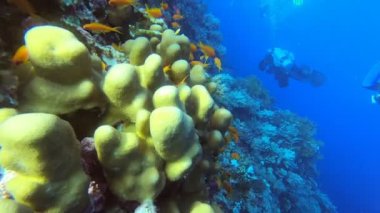 Kızıl Deniz 'in parlak, güzel balığı mercan resifinde doğal bir çevrede.