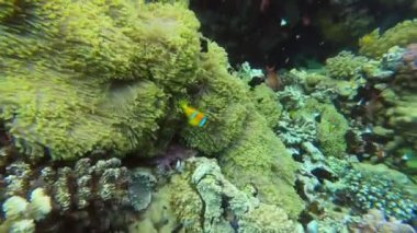 Kızıl Deniz 'in parlak, güzel balığı mercan resifinde doğal bir çevrede.