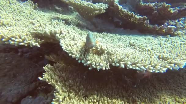 Belo Peixe Brilhante Mar Vermelho Ambiente Natural Recife Coral — Vídeo de Stock