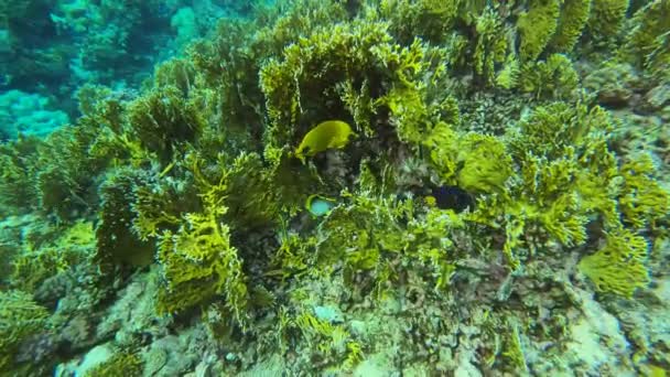 Jasné Krásné Ryby Rudého Moře Přírodním Prostředí Korálovém Útesu — Stock video