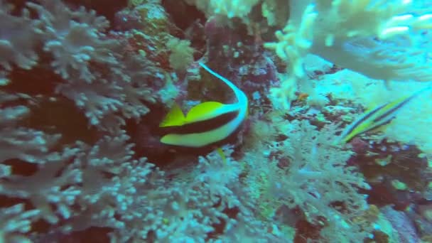 Lumineux Beau Poisson Mer Rouge Dans Environnement Naturel Sur Récif — Video