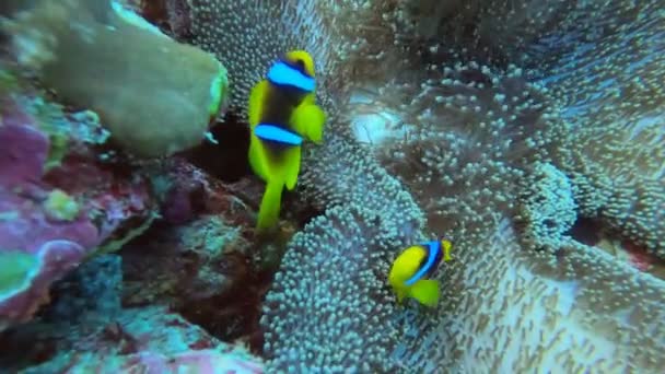 Hermosos Peces Brillantes Del Mar Rojo Entorno Natural Arrecife Coral — Vídeo de stock