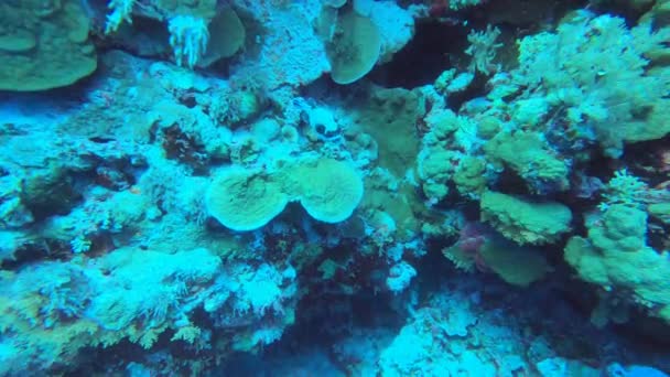 Hermosos Peces Brillantes Del Mar Rojo Entorno Natural Arrecife Coral — Vídeos de Stock