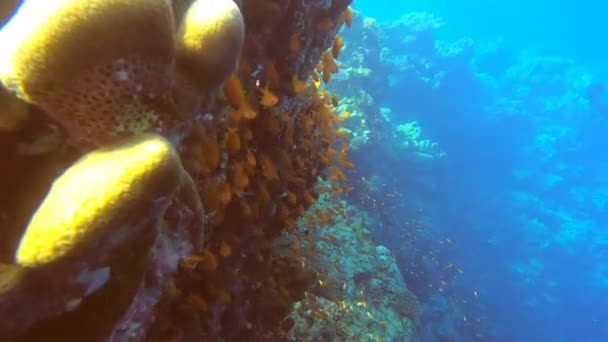 Lumineux Beau Poisson Mer Rouge Dans Environnement Naturel Sur Récif — Video