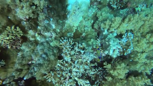Jasné Krásné Ryby Rudého Moře Přírodním Prostředí Korálovém Útesu — Stock video