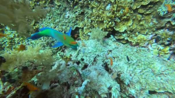 Belo Peixe Brilhante Mar Vermelho Ambiente Natural Recife Coral — Vídeo de Stock