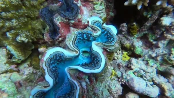Kızıl Deniz Parlak Güzel Balığı Mercan Resifinde Doğal Bir Çevrede — Stok video
