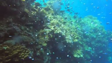 Kızıl Deniz 'in parlak, güzel balığı mercan resifinde doğal bir çevrede.