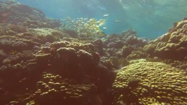 Kızıl Deniz 'in parlak, güzel balığı mercan resifinde doğal bir çevrede.