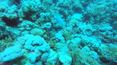 Kızıl Deniz 'in parlak, güzel balığı mercan resifinde doğal bir çevrede.