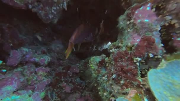 Belo Peixe Brilhante Mar Vermelho Ambiente Natural Recife Coral — Vídeo de Stock