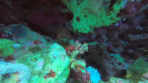 Lumineux Beau Poisson Mer Rouge Dans Environnement Naturel Sur Récif — Video