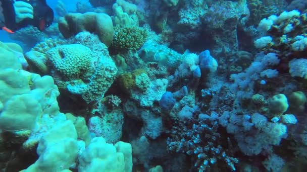 Яскрава Прекрасна Риба Червоному Морі Природному Середовищі Кораловому Рифі — стокове відео