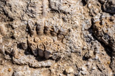 Kıyı çökeltilerindeki bitki ve mercanların eski fosilleri