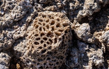 Kıyı çökeltilerindeki bitki ve mercanların eski fosilleri