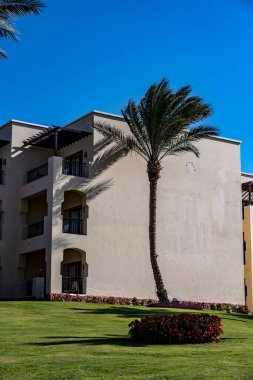 Mavi gökyüzüne karşı çiçekli ve palmiye ağaçlı park alanı