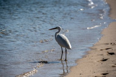 Akbalıkçıl alçak gelgitte kumsalda avlanmaya gitti.