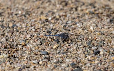 Güzel mavi yusufçuk kumsalda oturuyor.